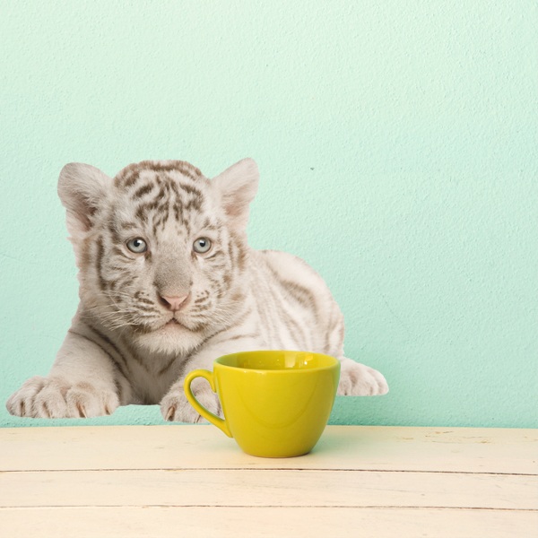 Adesivi Murali: Cucciolo di tigre bianca