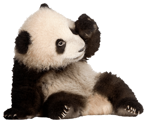 Adesivi Murali: Allevamento dell'orso del panda