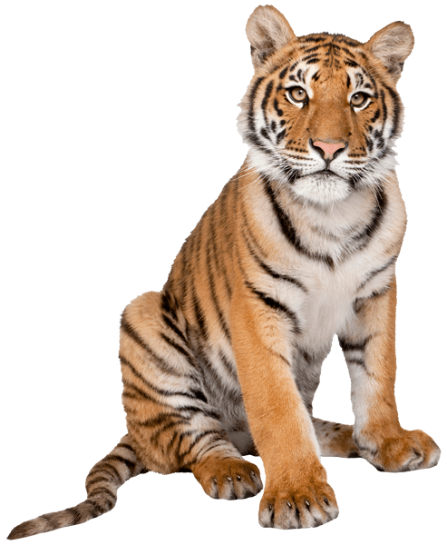 Adesivi Murali: Giovane tigre siberiana