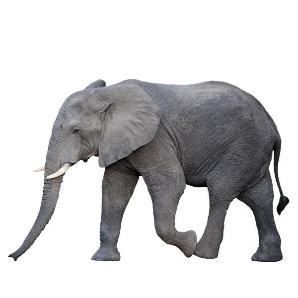 Adesivi Murali: Elefante che cammina