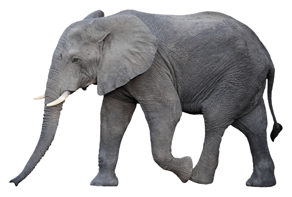 Adesivi Murali: Elefante che cammina