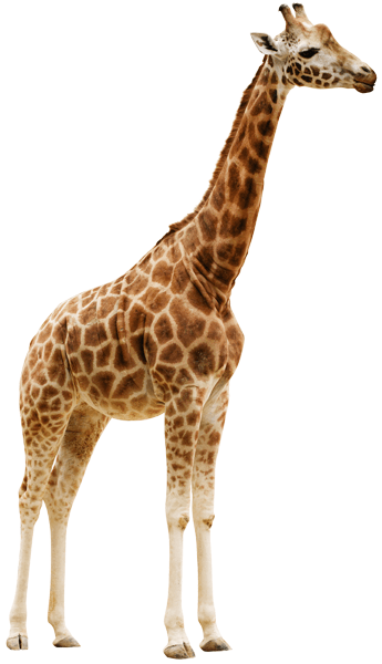 Adesivi Murali: Giraffa