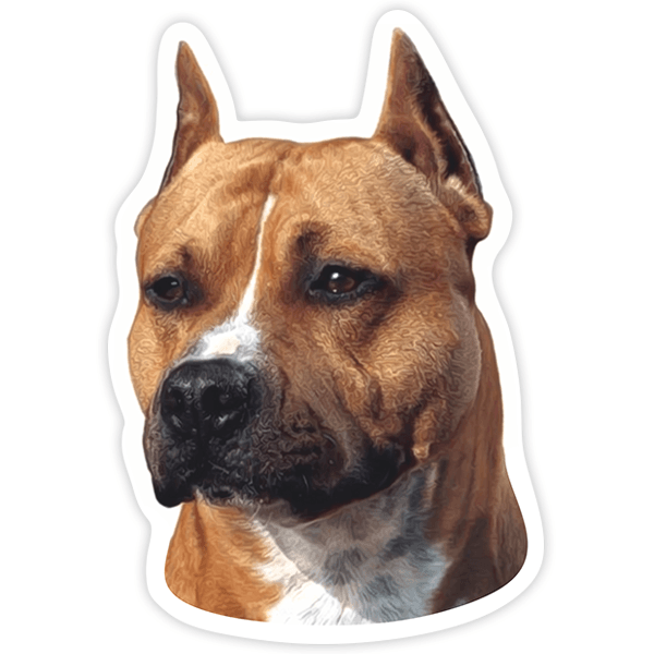 Adesivi per Auto e Moto: American Staffordshire Terrier