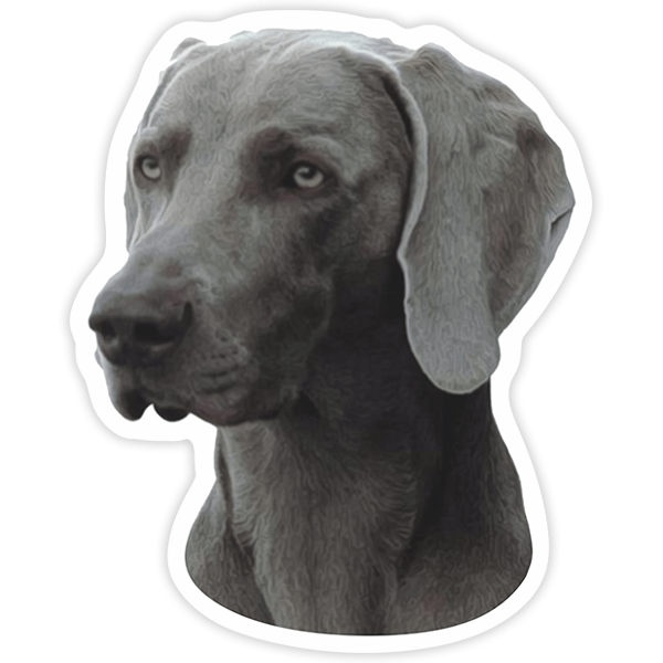 Adesivi per Auto e Moto: Weimaraner