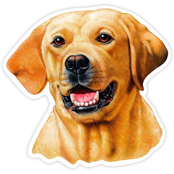 Adesivi per Auto e Moto: Labrador Retriever giallo
