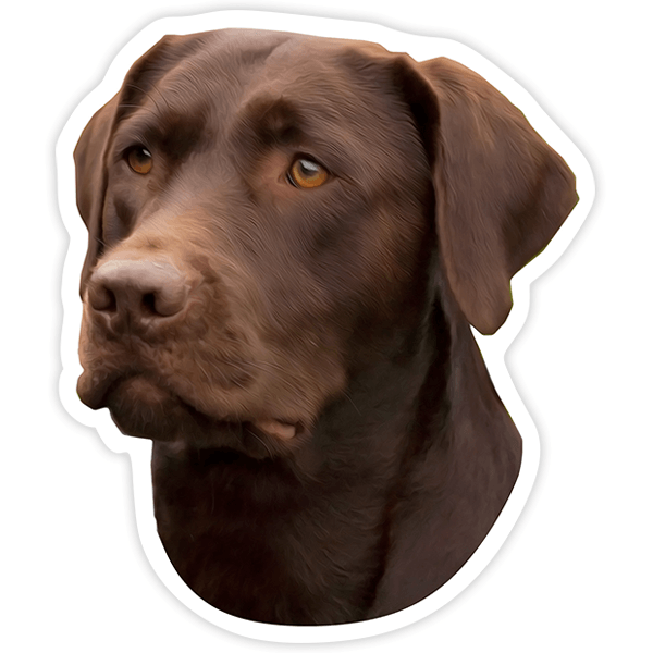 Adesivi per Auto e Moto: Labrador Cioccolato