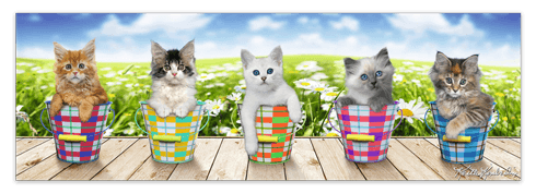 Adesivi Murali: Poster adesivo 5 gattini
