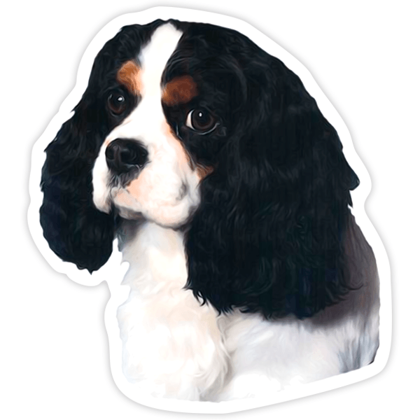 Adesivi per Auto e Moto: Cavalier King Charles Spaniel