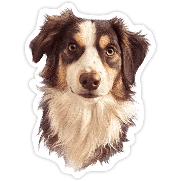Adesivi per Auto e Moto: Border Collie