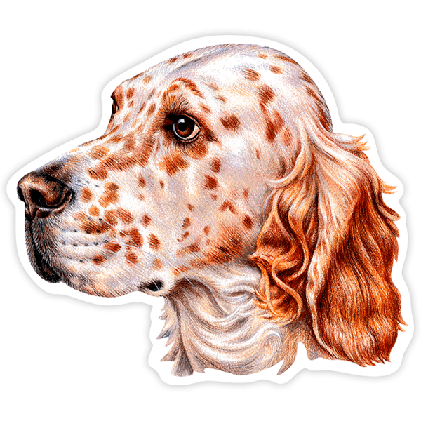 Adesivi per Auto e Moto: English Setter