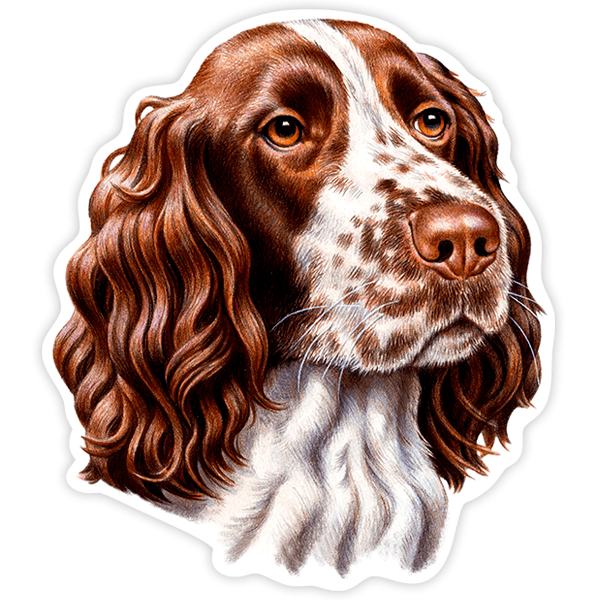 Adesivi per Auto e Moto: Springer Spaniel Inglese