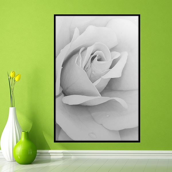 Adesivi Murali: Picture white Rose