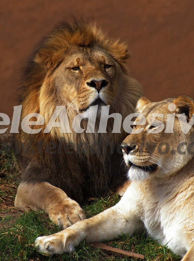 Fotomurali : Leone e leonessa