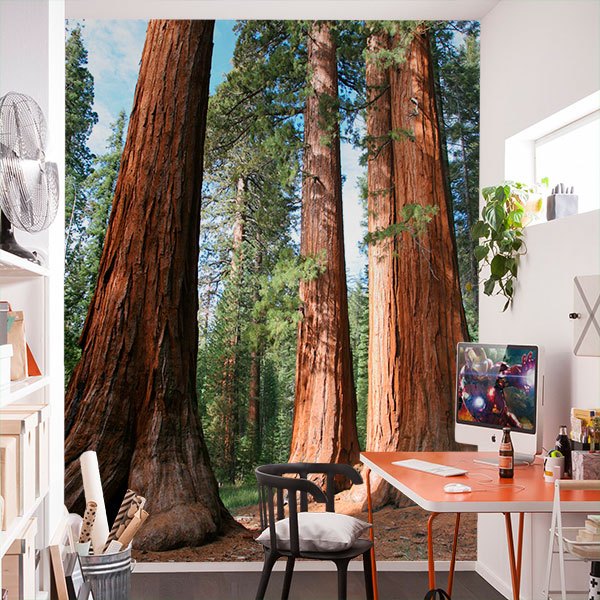 Fotomurali : Foresta di sequoia