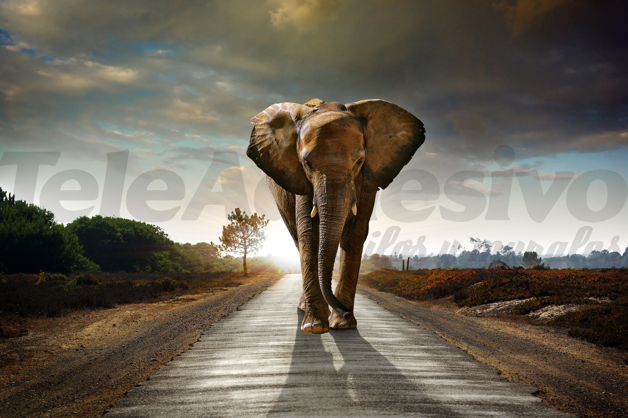 Fotomurali : Elefante