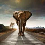 Fotomurali : Elefante 2