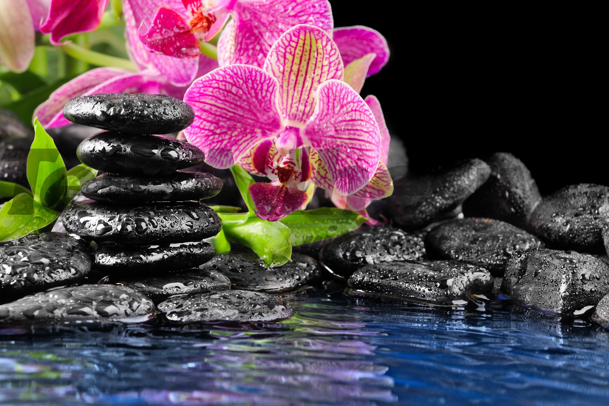 Fotomurali : Orchidea e basalto