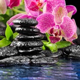 Fotomurali : Orchidea e basalto 2