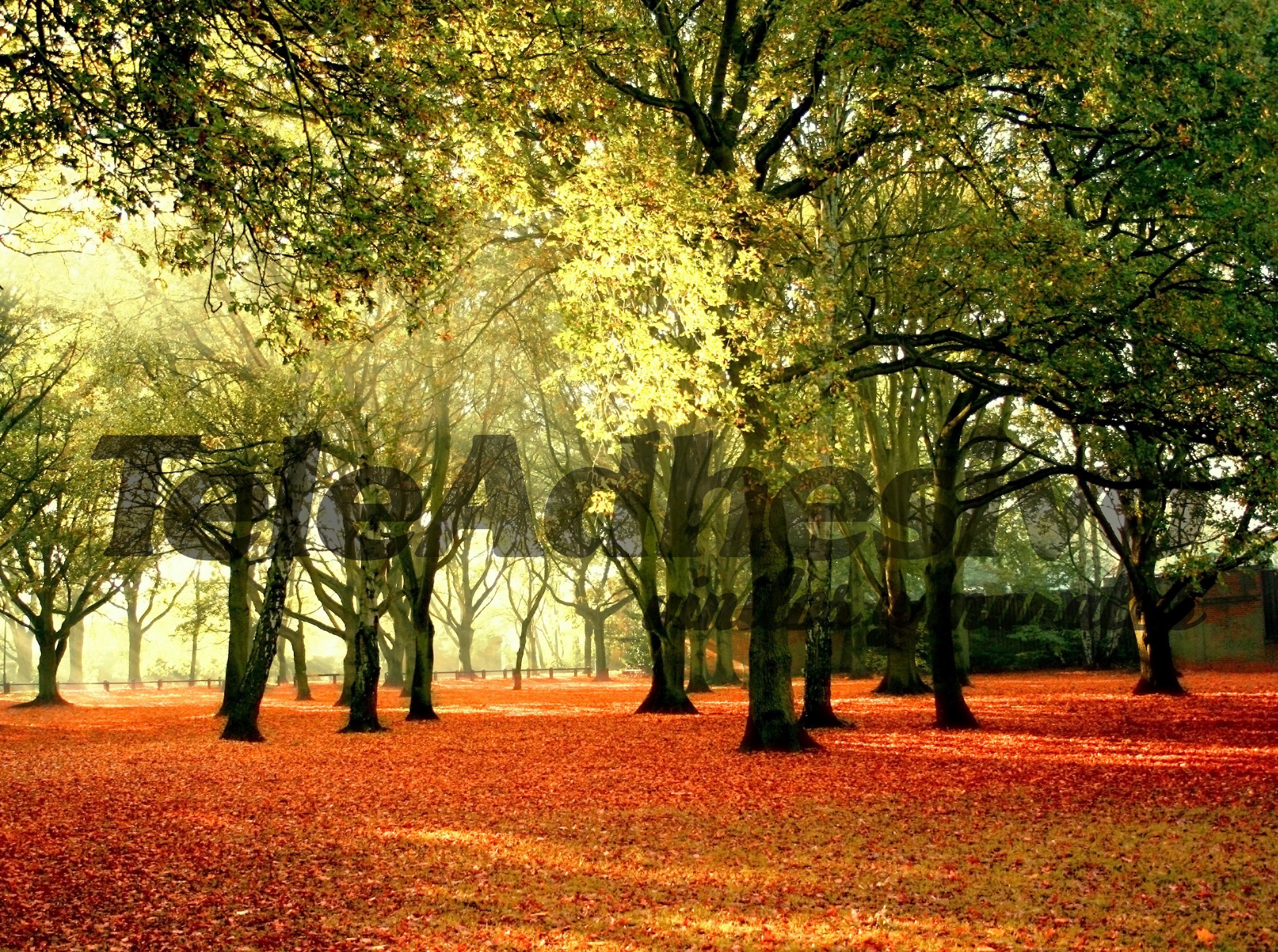 Colorful forest<br />