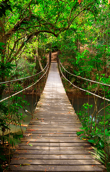 Fotomurali : Ponte in Amazzonia
