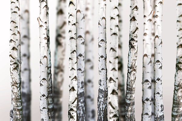 Fotomurali : Foresta di betulla