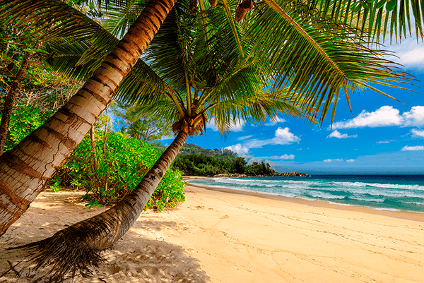 Fotomurali : Palme dei Caraibi