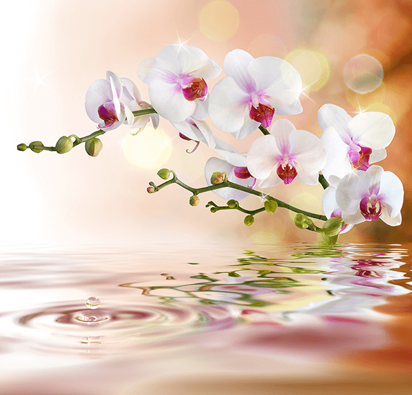 Fotomurali : Orchidee