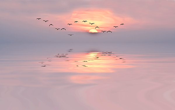 Fotomurali : Tramonto tra i gabbiani