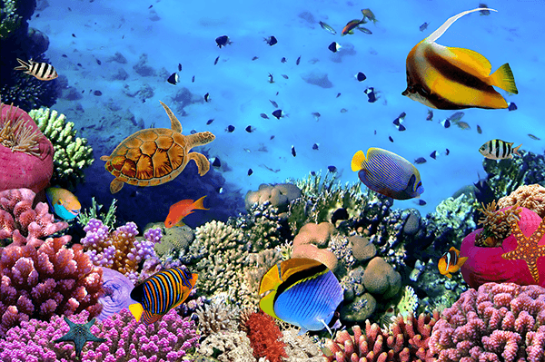 Fotomurali : Colori sotto il mare