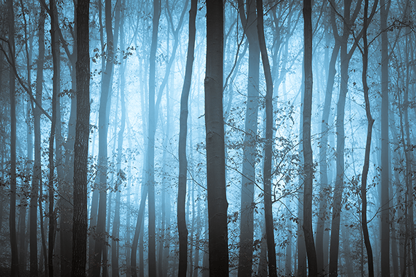 Fotomurali : La foresta blu