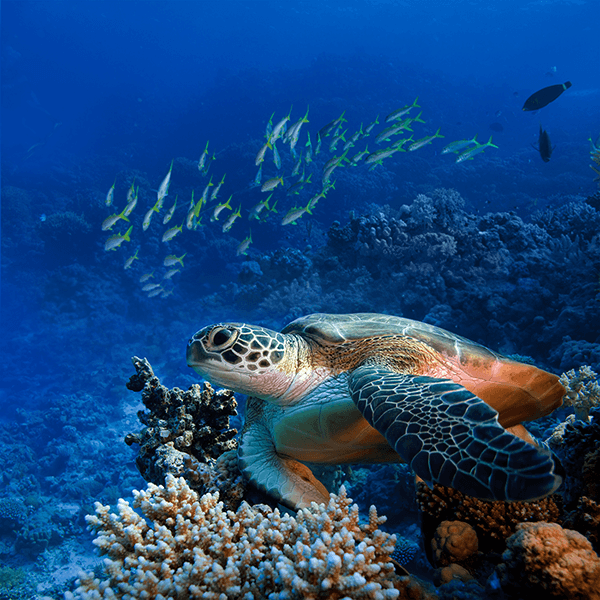 Fotomurali : Tartaruga verde sotto il mare
