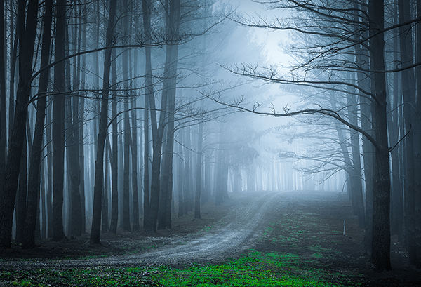 Fotomurali : La foresta nera