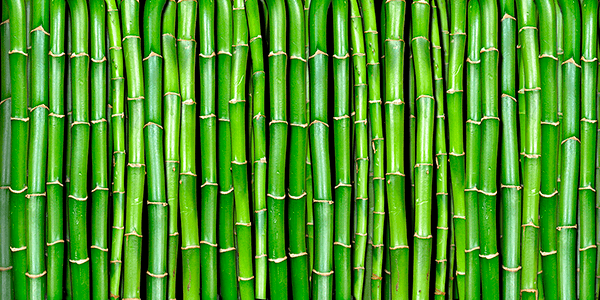 Fotomurali : Muro di bambù