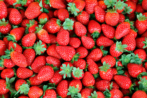 Fotomurali : Fragole