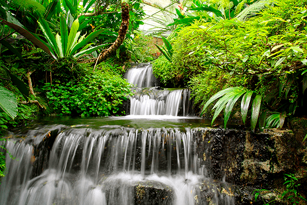 Fotomurali : Cascate nel giardino tropicale