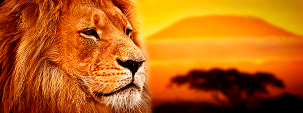 Fotomurali : Leone africano panoramico