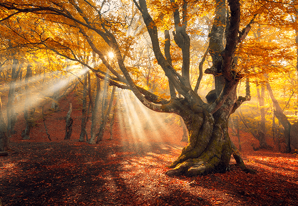 Fotomurali : Quercia grande in autunno