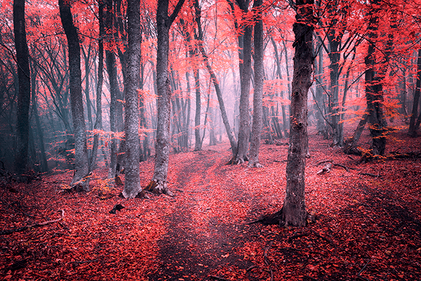 Fotomurali : La foresta rossa
