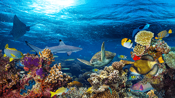 Fotomurali : Tartaruga nelle correnti marine