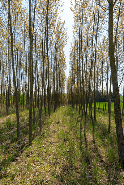 Fotomurali : Strada tra i pioppi