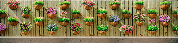 Fotomurali : Muro con vasi da fiori