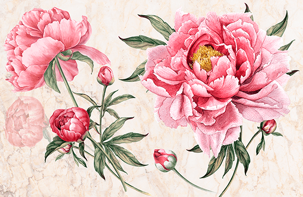 Fotomurali : Peonia, il fiore della sposa