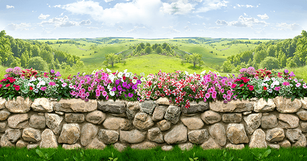 Fotomurali : Il muro di fiori