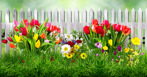 Fotomurali : Recinzione con tulipani