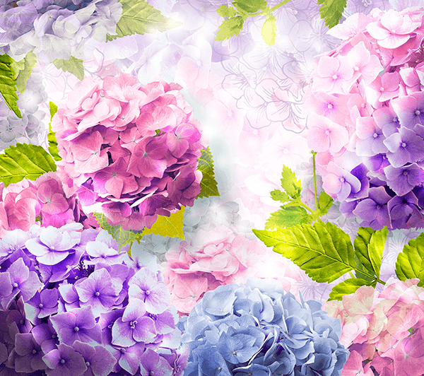 Fotomurali : Ortensie, violette e rose