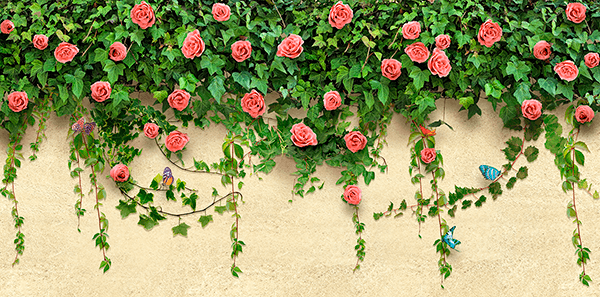 Fotomurali : Edera e rose