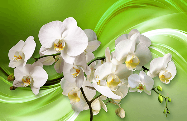 Fotomurali : Orchidee su verde
