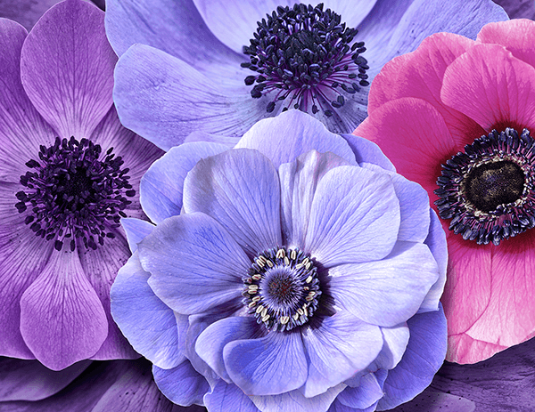 Fotomurali : Fiori dai toni freddi