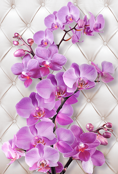 Fotomurali : Orchidea viola su una testiera