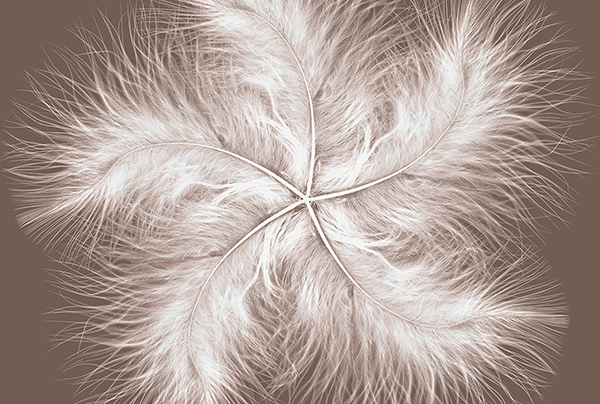 Fotomurali : Spirale di piume